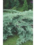 Ялівець віргінський Грей Оул | Можжевельник виргинский Грей Оул | Juniperus virginiana Grey Owl